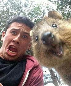 羊驼犬图片,羊驼犬的独特魅力一瞥